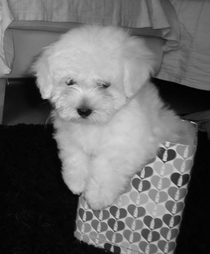 3 meses 3 meses